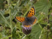 Small Copper 2004 - Lee Browne