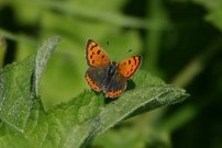 Small Copper 2004 - Nick Sampford