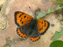 Small Copper - Trevor Chapman