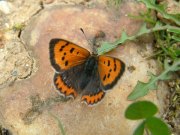 Small Copper - Trevor Chapman