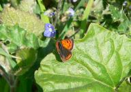 Small Copper 2005 - Steve Lane