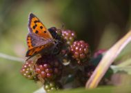 Small Copper 2006 - Liz Goodyear