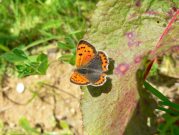 Small Copper 2006 - Steve Lane