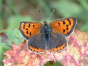 Small Copper 2006 - Trevor Chapman