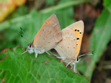 mating Small Copper 2007 - Andrew Middleton