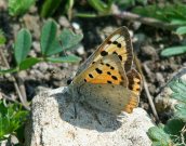 Small Copper 2007 - Dave Mackenzie