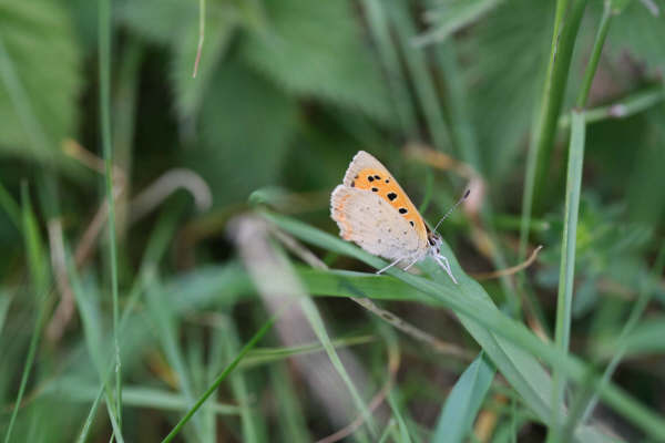 Small Copper 2007 - Martin Parr
