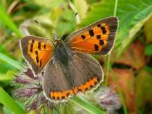 Small Copper 2008 -  Andrew Steele