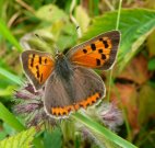 Small Copper 2008 - Andrew Steele