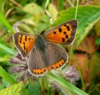 Small Copper 2008 -  Andrew Steele