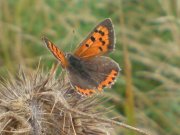 Small Copper 2008 - Darin Stanley