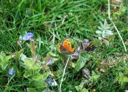 Small Copper 2009 - Robin Pearson