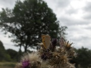 Small Copper 2010 - David Gower