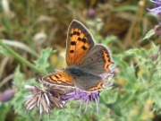 Small Copper 2010 - Darin Stanley