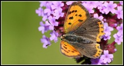 Small Copper 2010 - Malcolm Newland