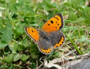 Small Copper 2010 - Dave Miller