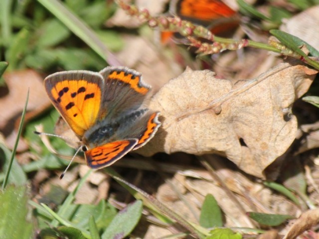 Small Copper 2011 - Brian Knight