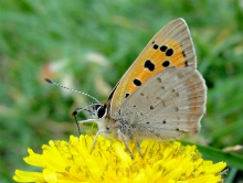 Small Copper 2011 - Dave Miller