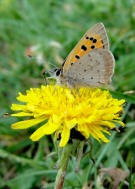 Small Copper 2011 - Dave Miller