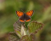 Small Copper 2011 - Miles Attenborough