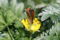 Small Copper 2011 - Dave Miller