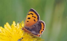 Small Copper 2004 - Clive Burrows