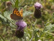 Small Copper 2004 - Lee Browne