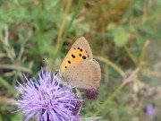 Small Copper 2010 - Darin Stanley