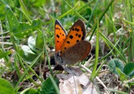 Small Copper 2010 - Dave Miller