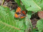 mating Small Copper 2007 - Andrew Middleton