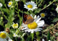 Small Copper 2010 - Dave Miller