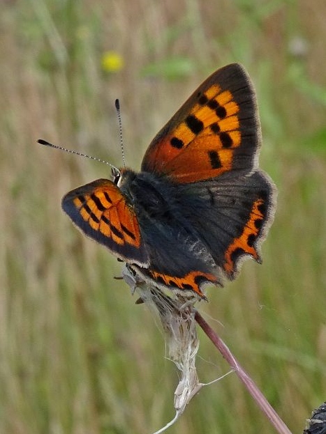 Small Copper Stanwell Moor 2019 -  Dave Miller