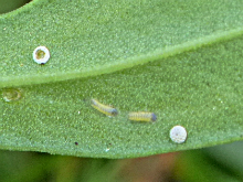 Small Copper eggs and larvae 2017 -  Peter Clarke