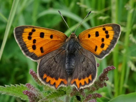 Small Copper (f) 2018 - Dave Miller