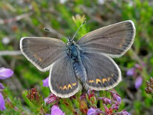 Silver-studded Blue 2015 Dave Miller