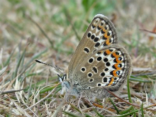 Silver-studded Blue 2015 Dave Miller