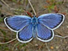 Silver-studded Blue 2013 Dave Miller