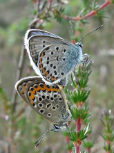 Silver-studded Blue 2015 Dave Miller