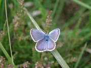 Silver-studded Blue 2001 - Nick Sampford