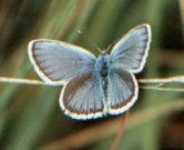 Silver-studded Blue 2002 - Alan Reynolds