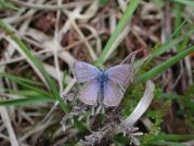 Silver-studded Blue 2001 - Nick Sampford