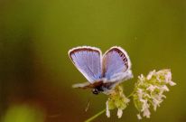 Silver-studded Blue 2004 - Clive Burrows