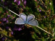 Silver-studded Blue 2006 - Steve Lane