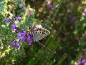 Silver-studded Blue 2006 - Steve Lane