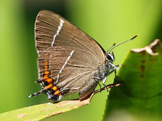 White-letter Hairstreak (f) 2018 - Steve Lane