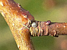 White-letter Hairstreak egg 2018 - Peter Clarke