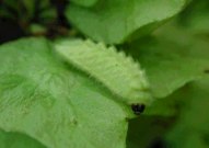 White-letter Hairstreak larva 2004 - Andrew Middleton