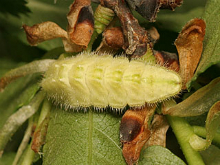 White-letter Hairstreak larva 2007 - Tristan Bantock