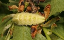 White-letter Hairstreak larva 2007 - Tristan Bantock