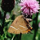 White-letter Hairstreak 2001 - Andrew Wood